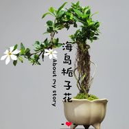 海岛山桩