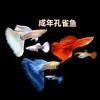 鱼来鱼往水族馆的头像