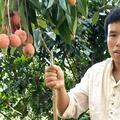 灵山县那隆镇贤神农花木果树苗场