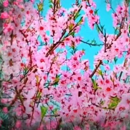 雨后阳光🌺