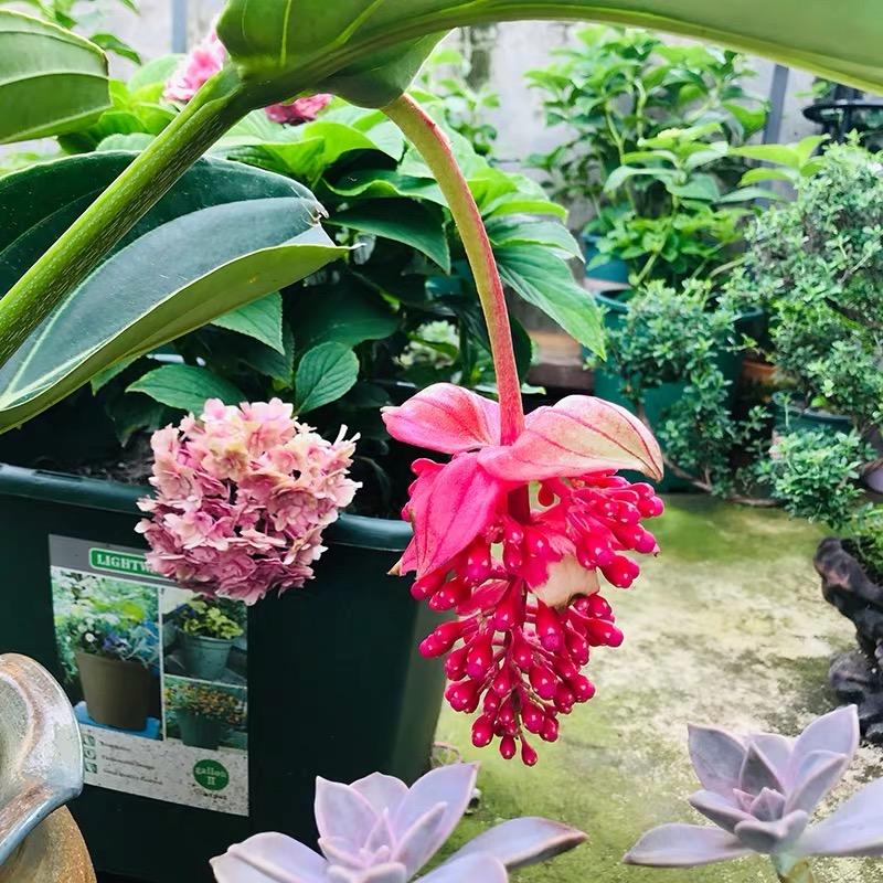 隔壁老齐的花棚授权号