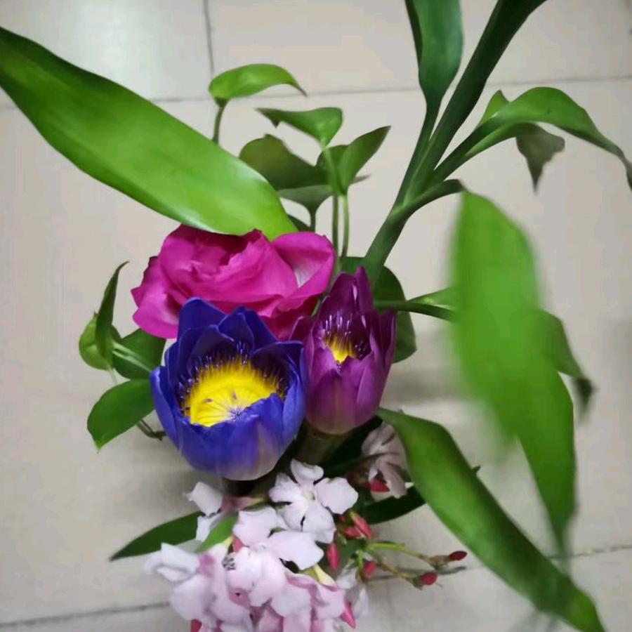 每天开心小花