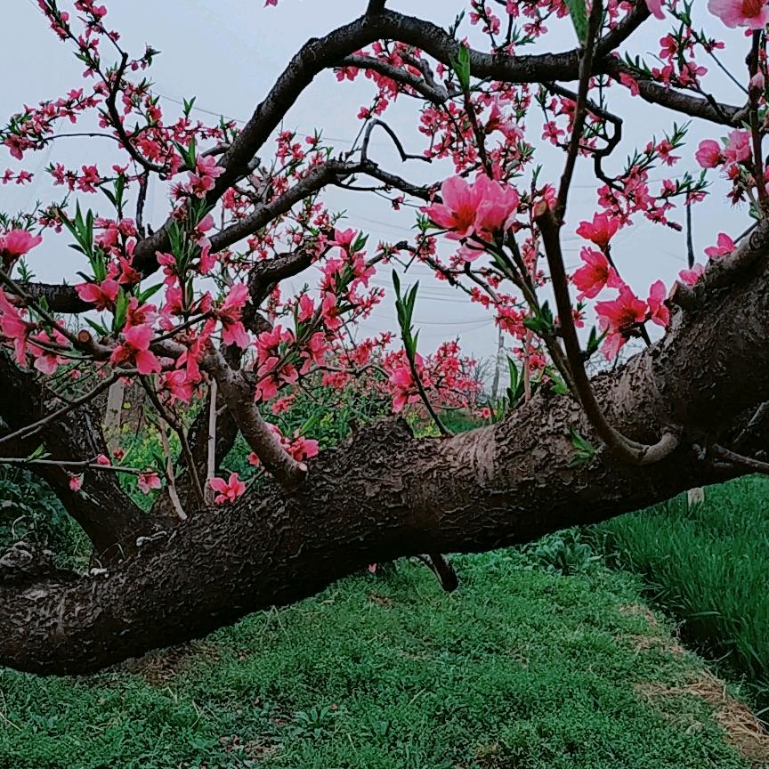 开心树