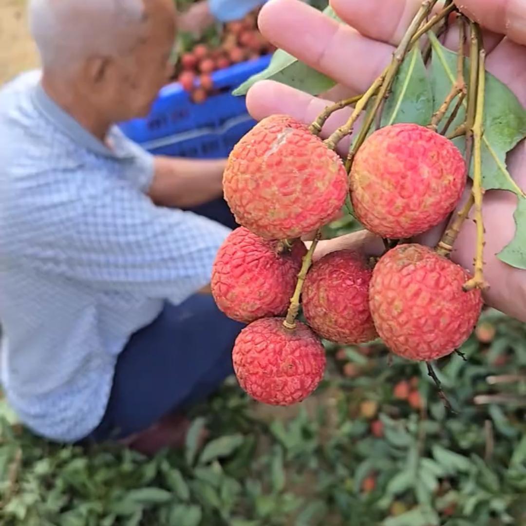 蔬菜水果现摘现发