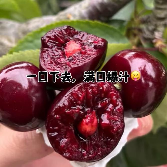 艺兴果树园