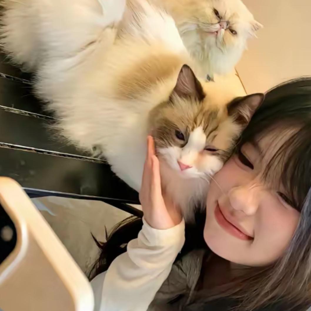 盖子