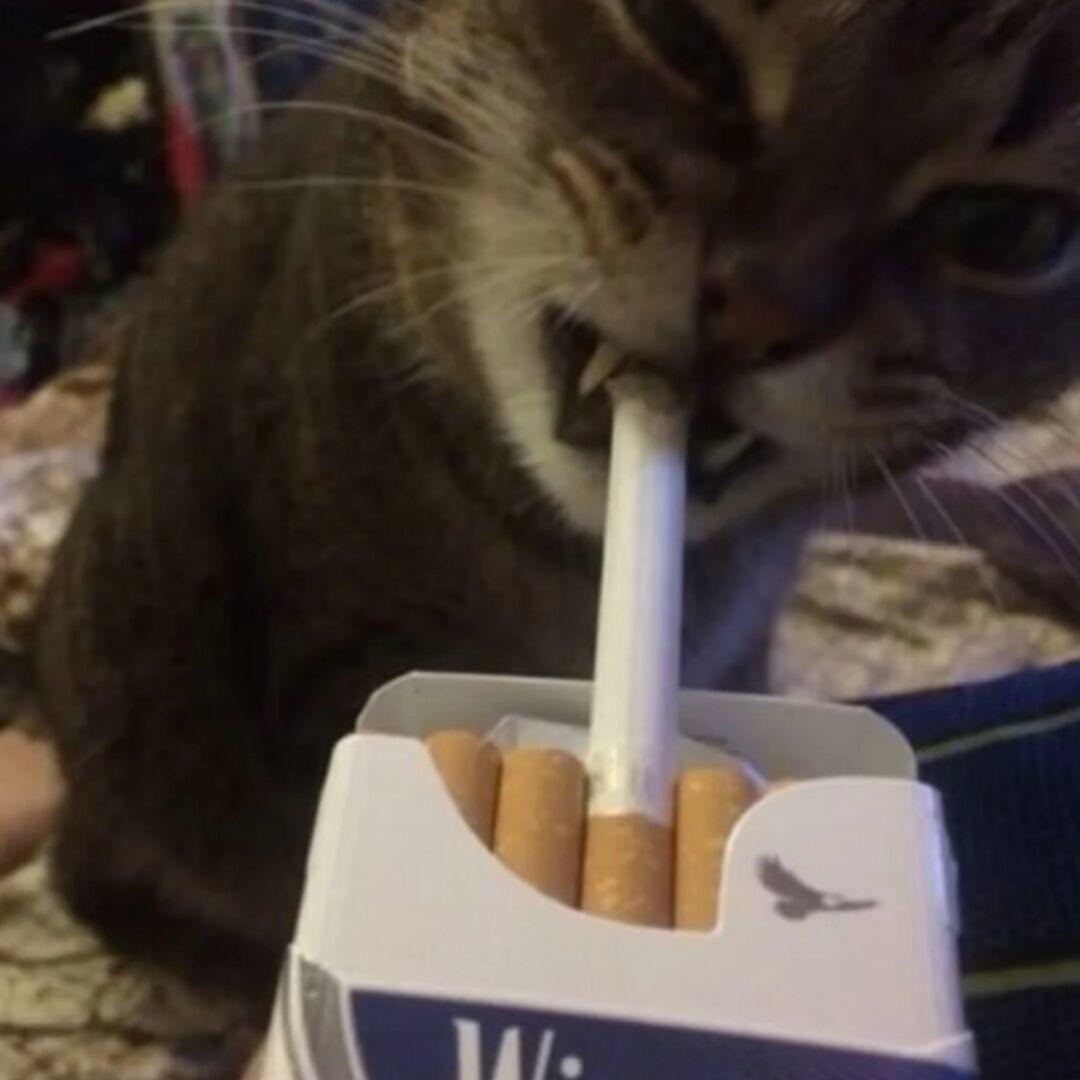 ¥