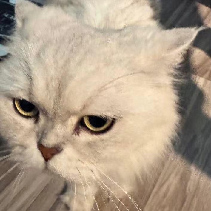 摆烂版小猫