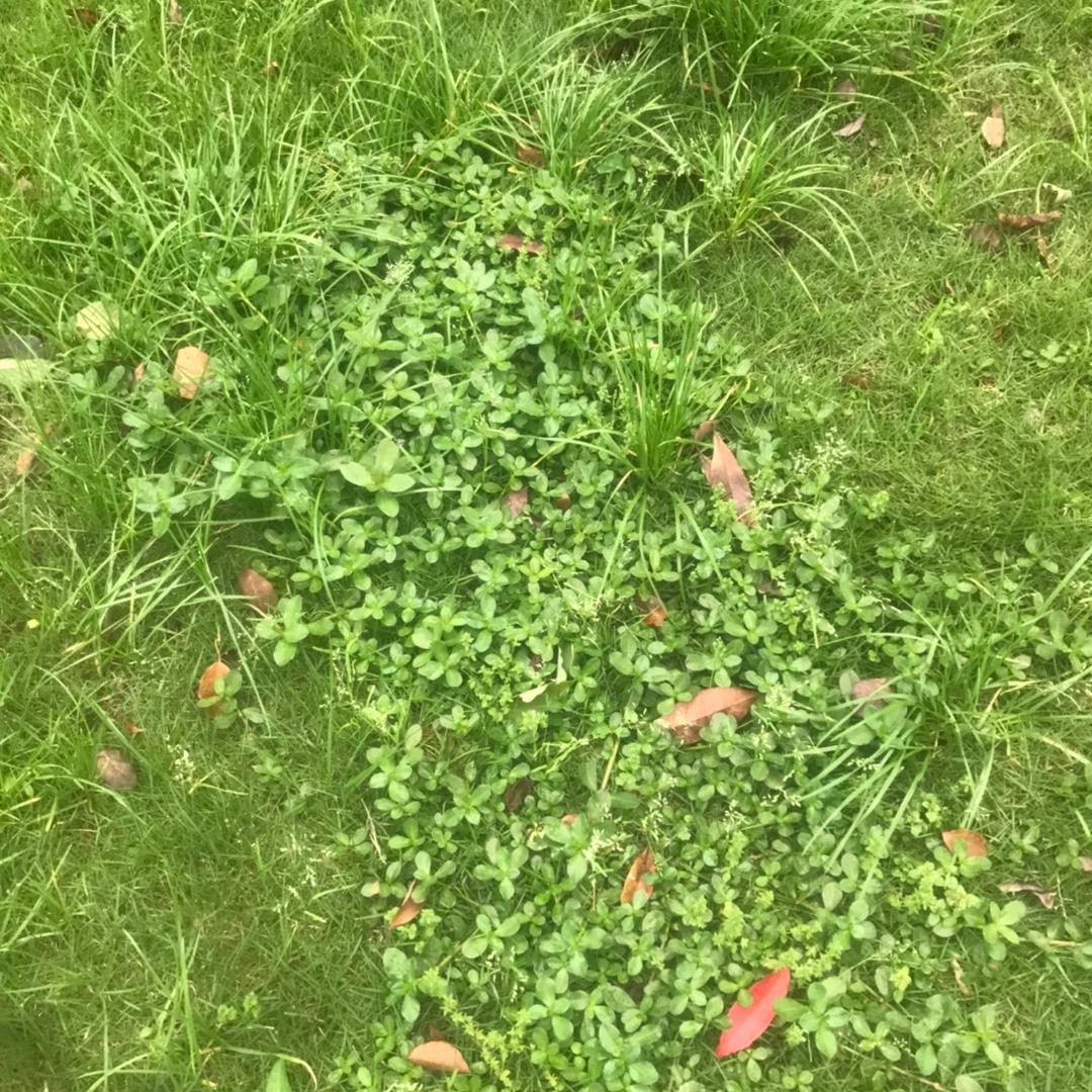 简瑶先生