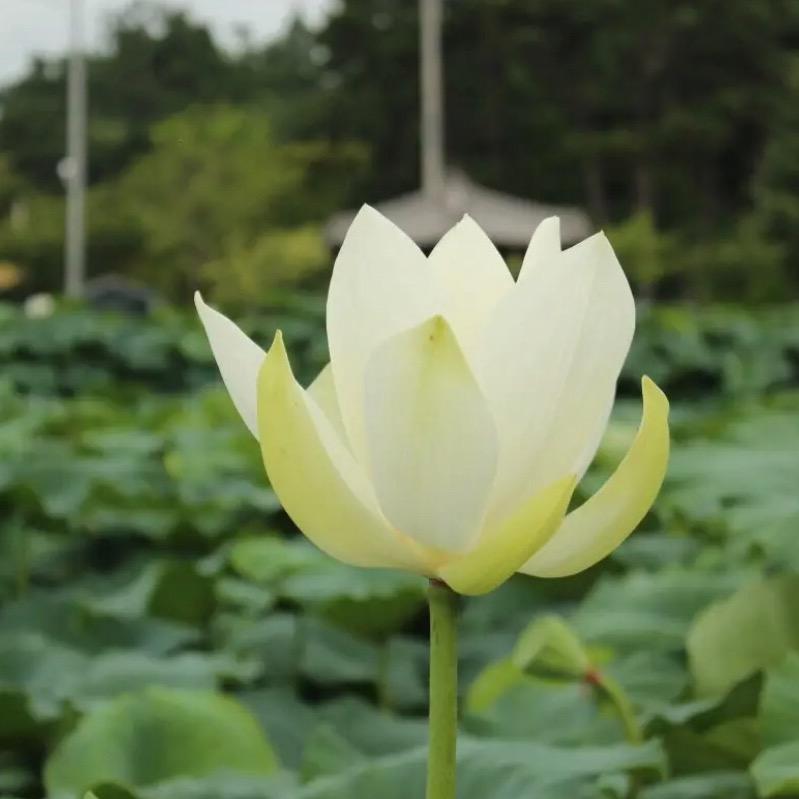 伙伴.