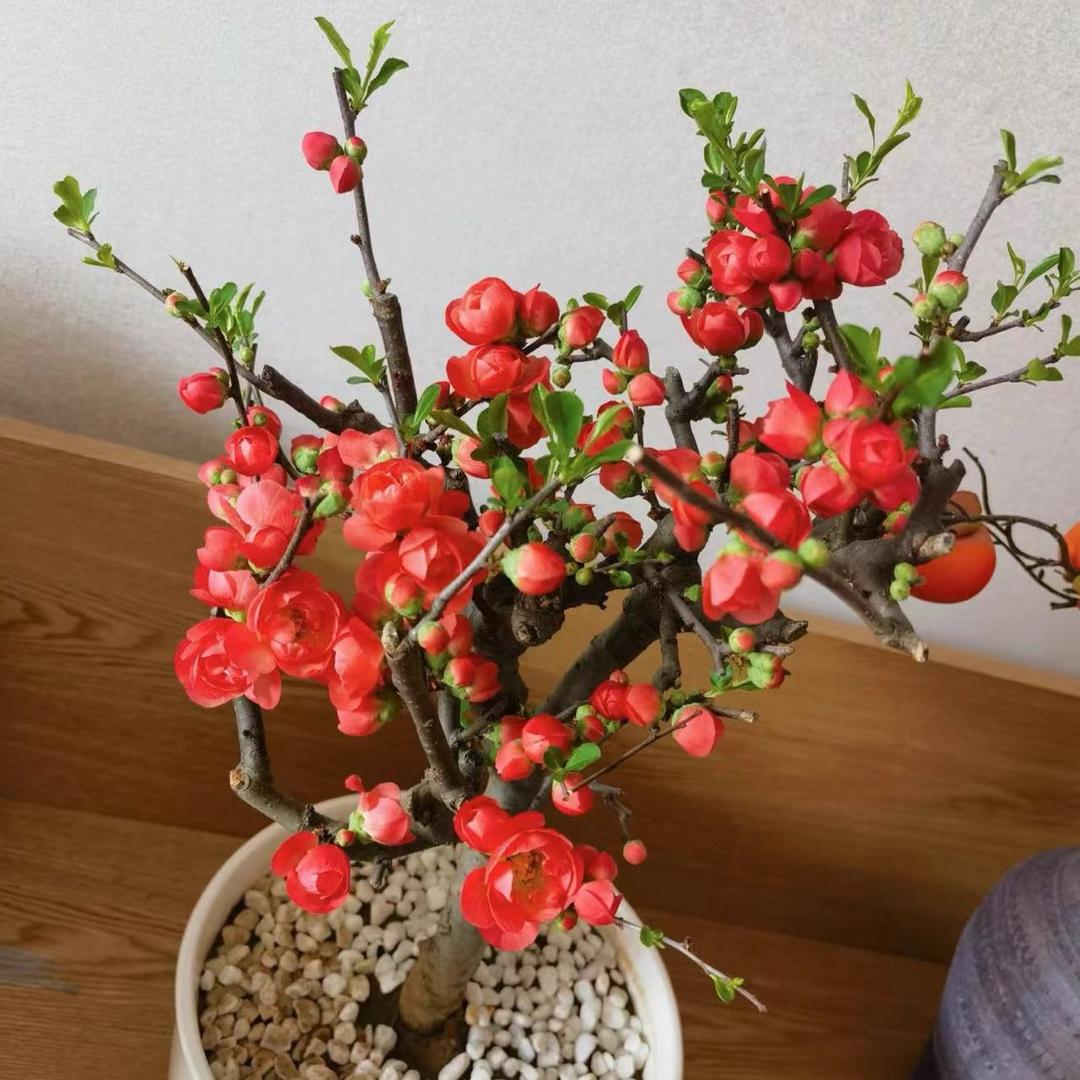 万禹花卉