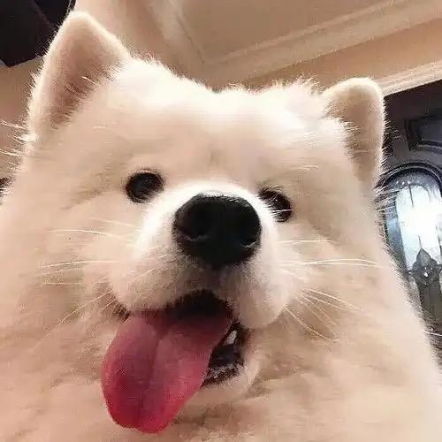 小米追剧
