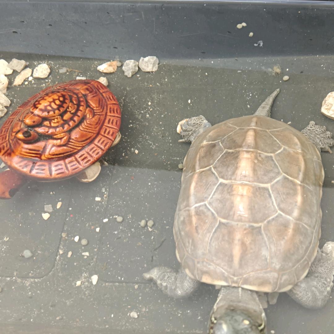 王正泉