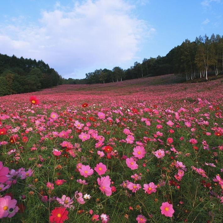 花之艺绿植花卉