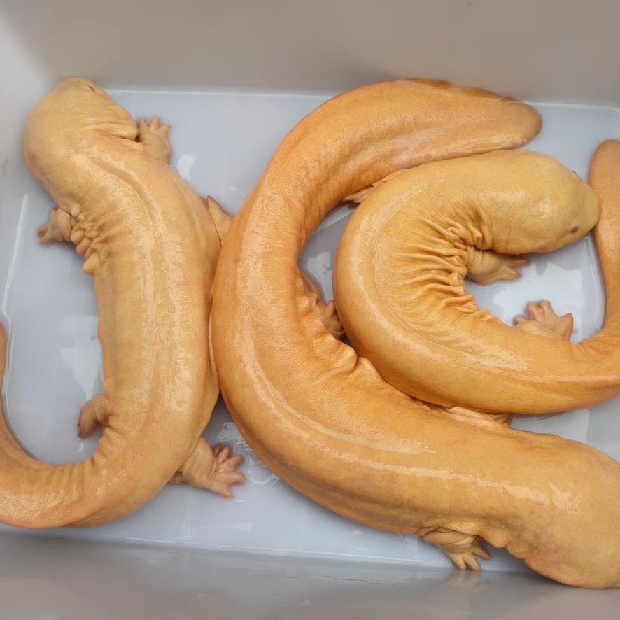兄弟大鲵