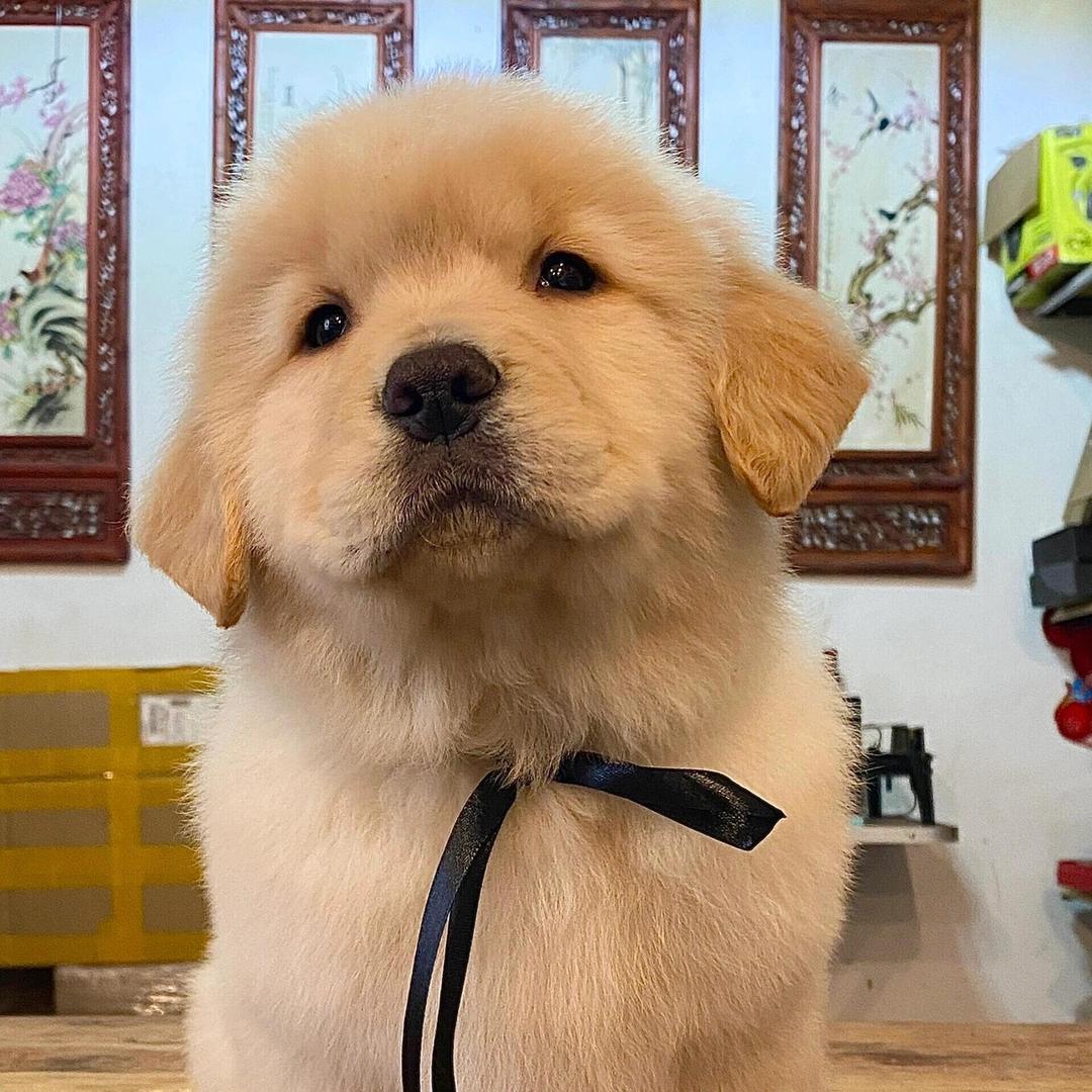 奶黄毛球金小乖