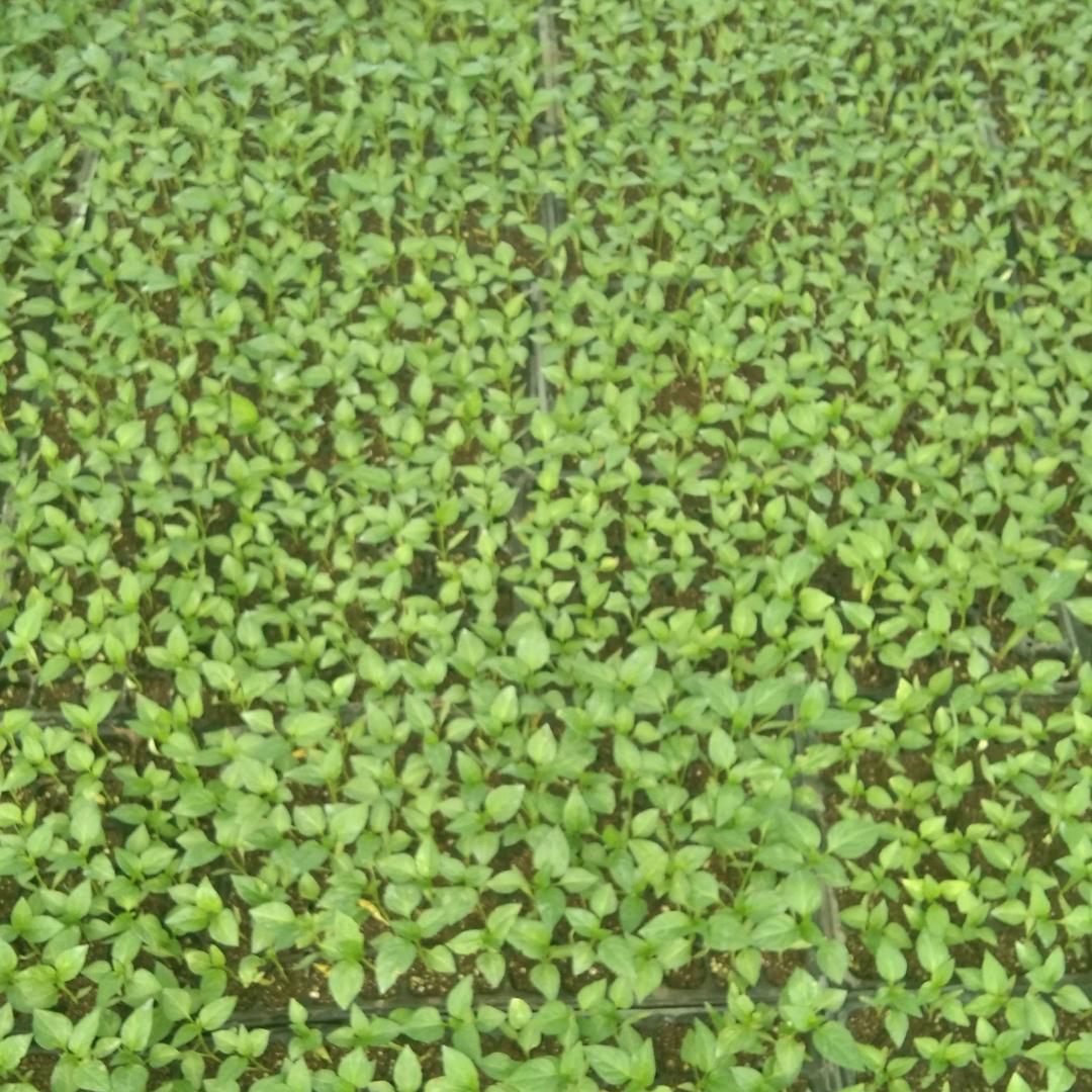 高科优选农业