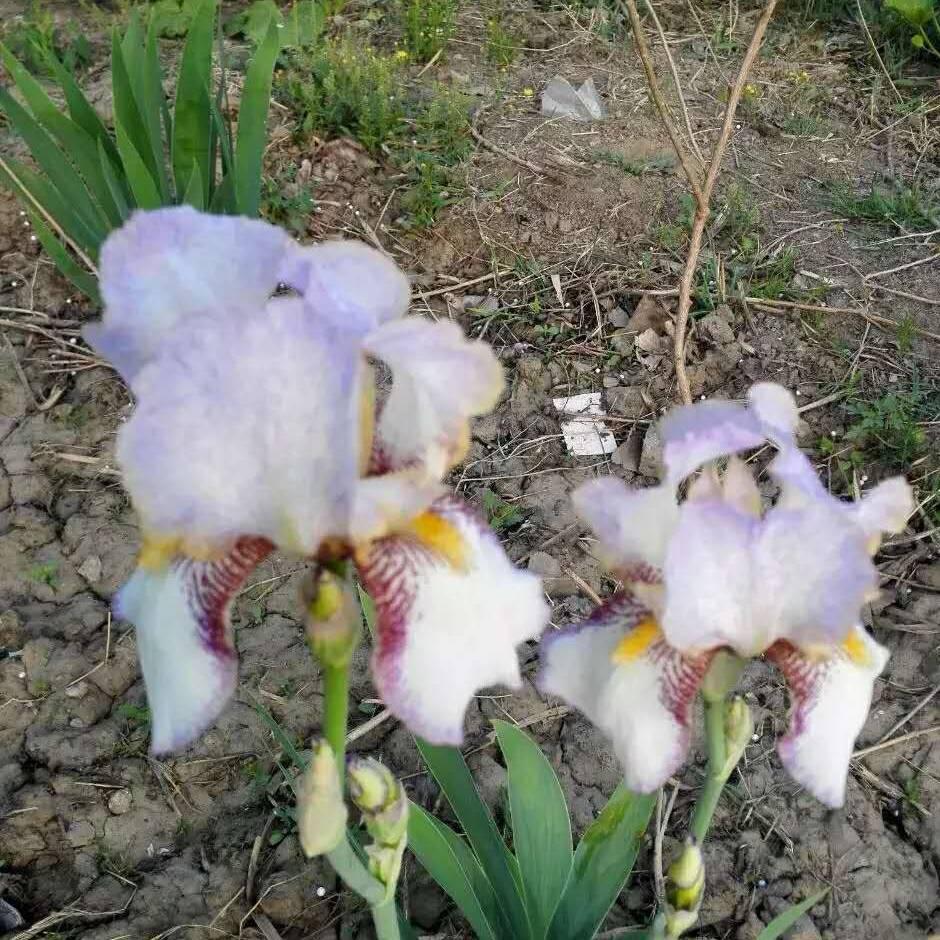 热爱绿色植物