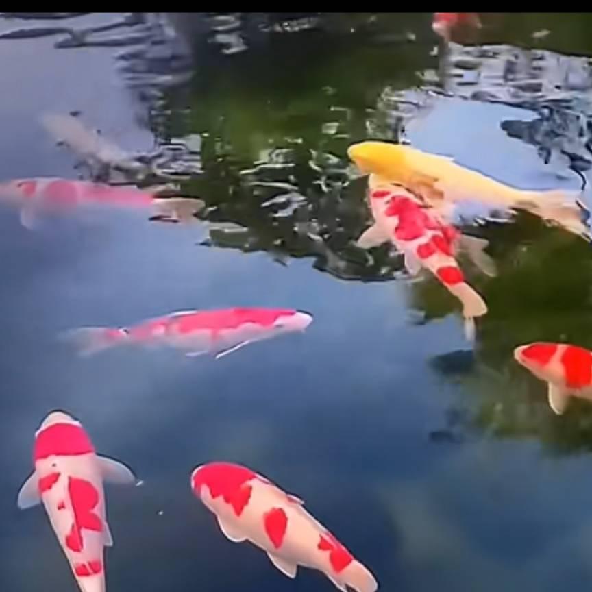 温和敦厚