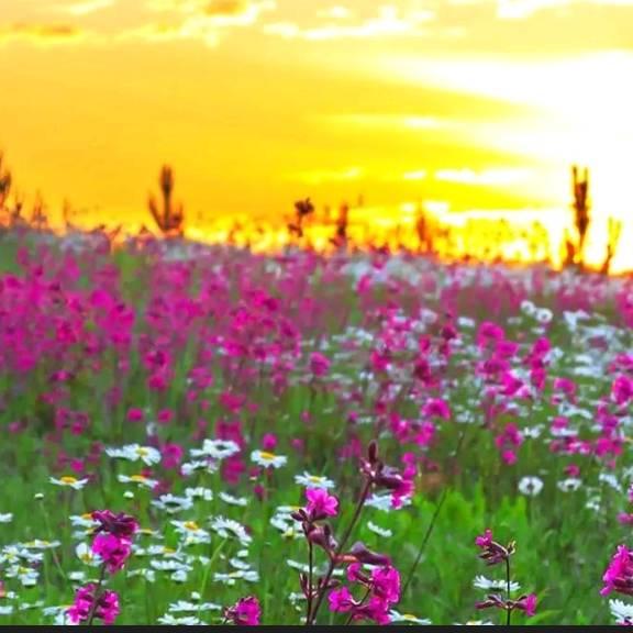 🌺单身东北凤妹🌷