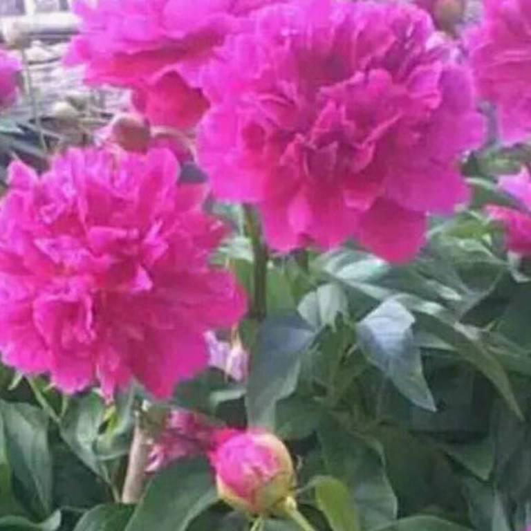 平安喜乐，好运连连🌈🌻