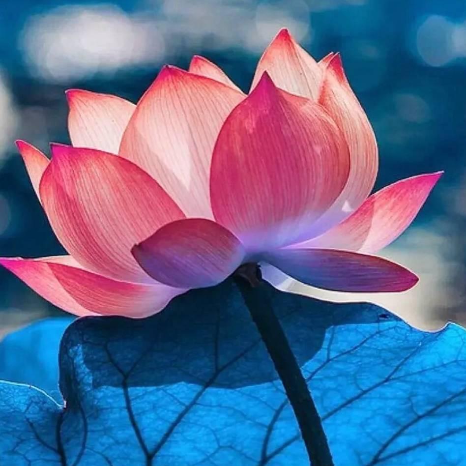 琴芳