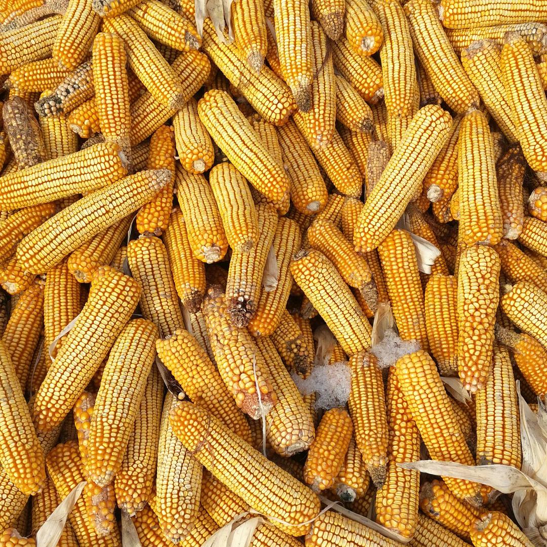 玉米最新行情