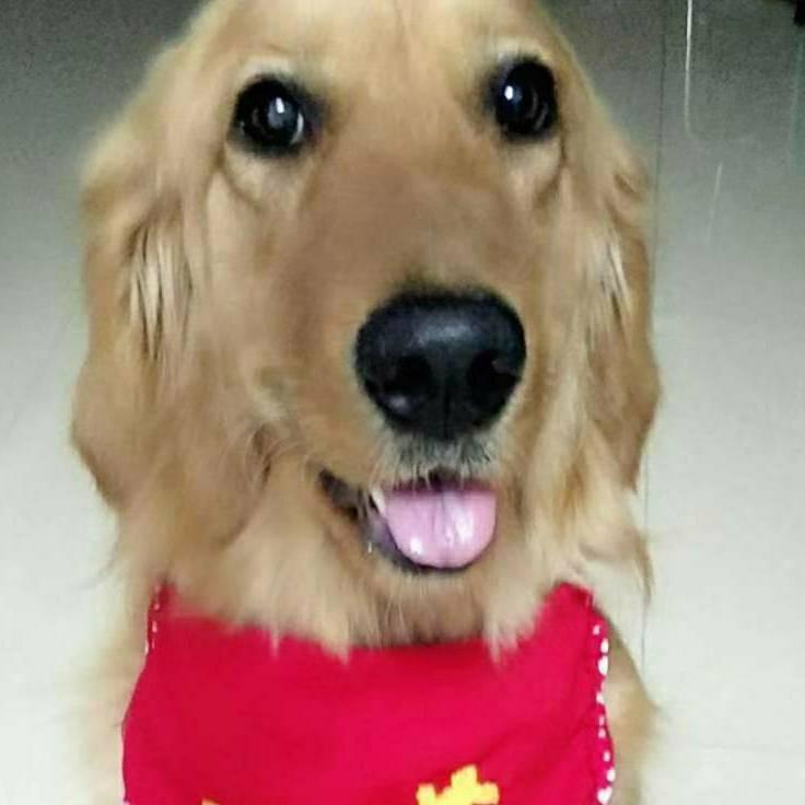 金毛奶茶