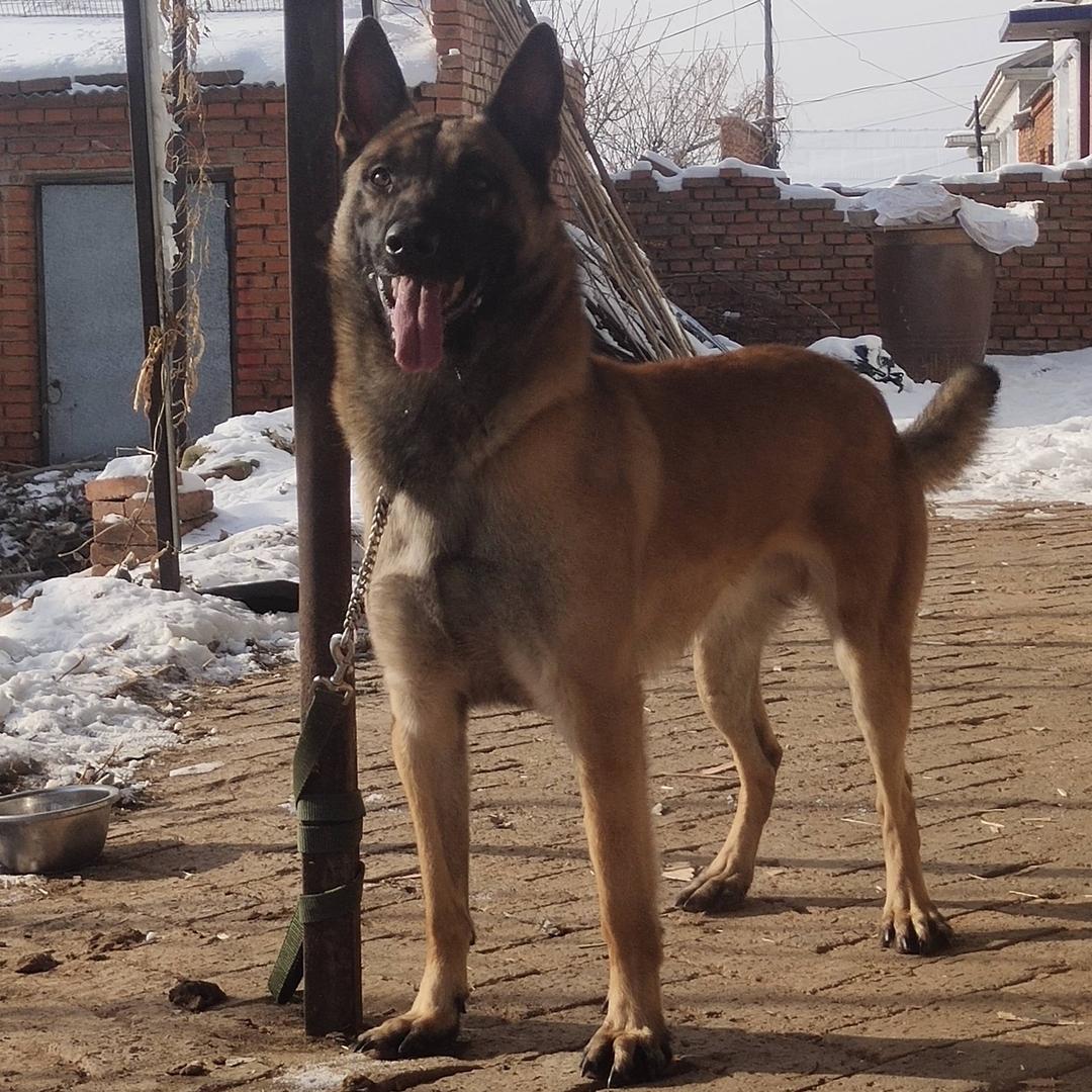 长春训犬 裁耳李三