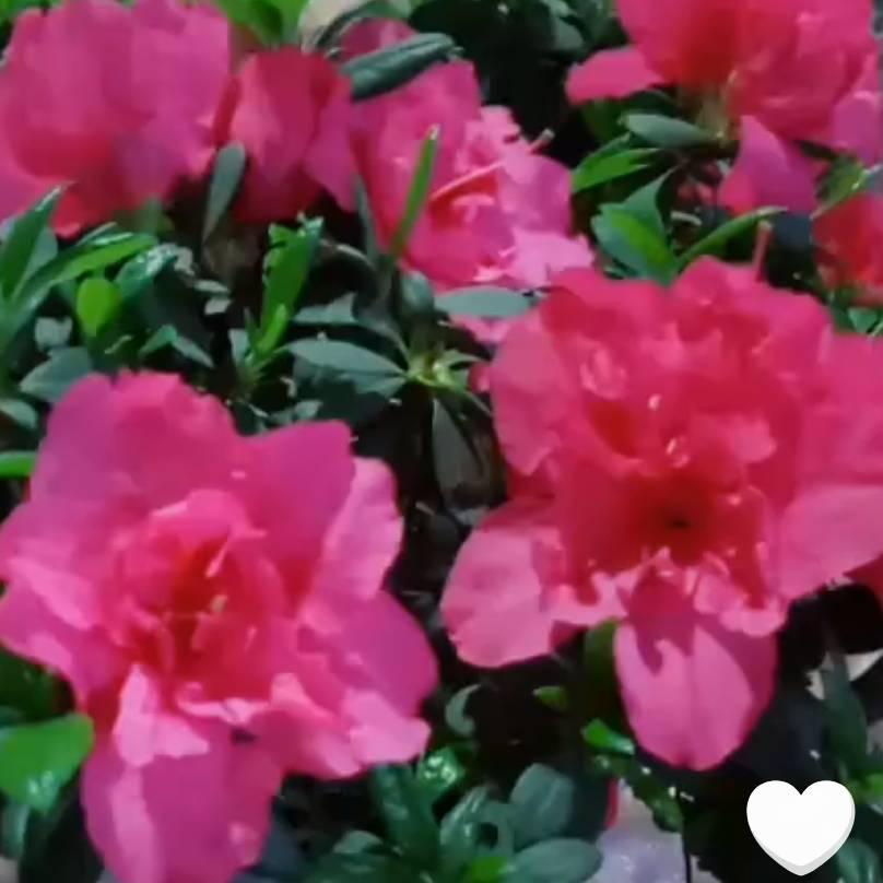 ❤花多多🌿🌺