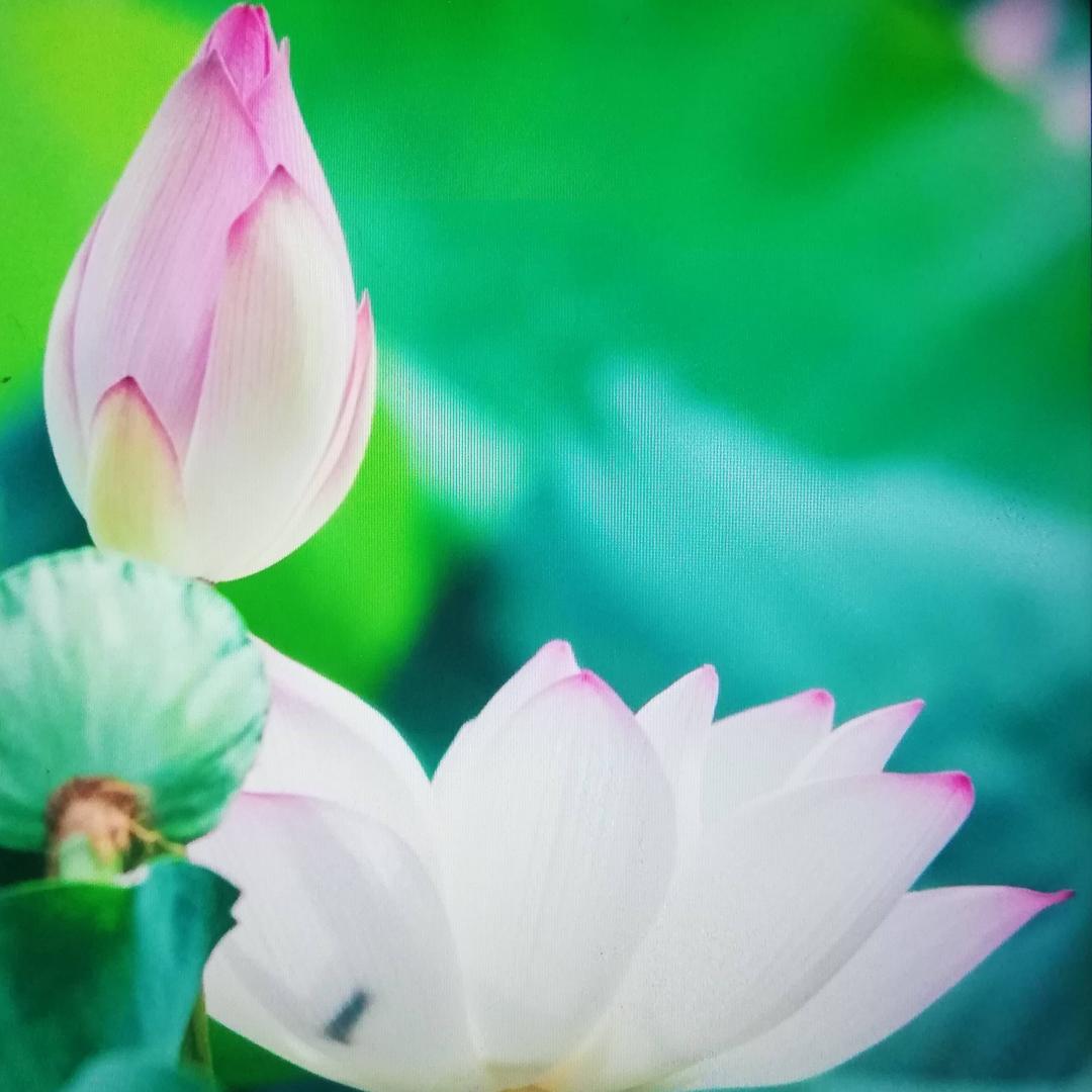 一朵莲