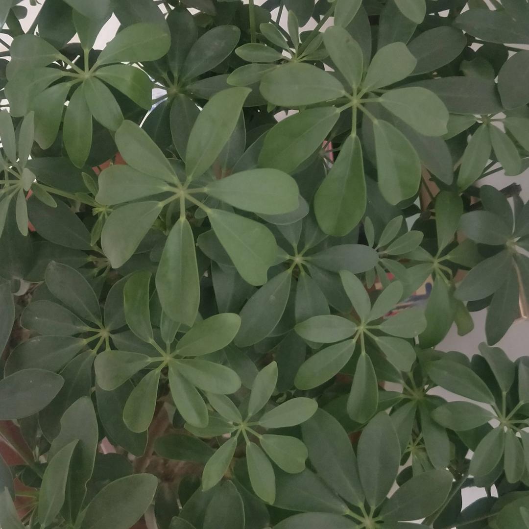 好人一生平安9085