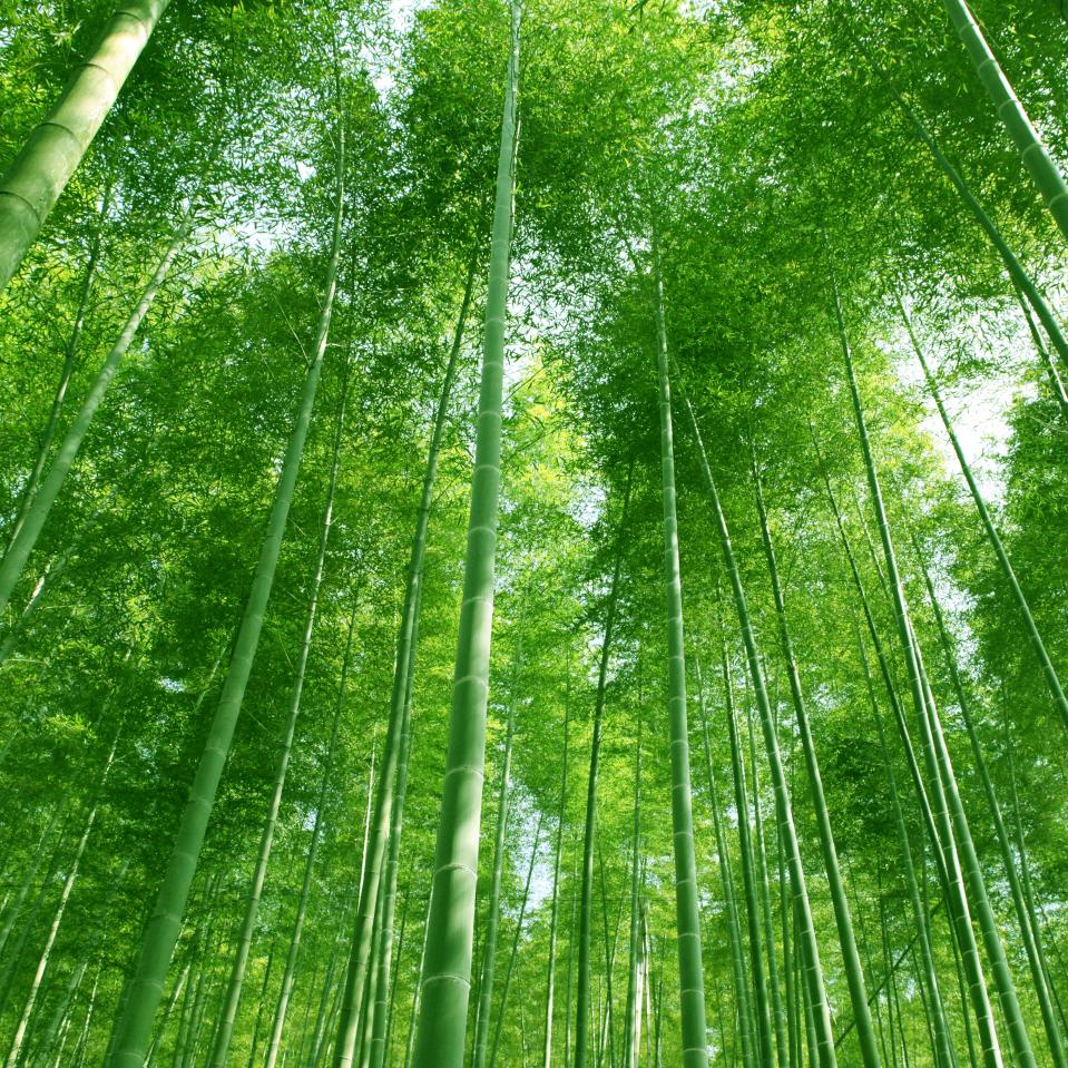 眼不容沙