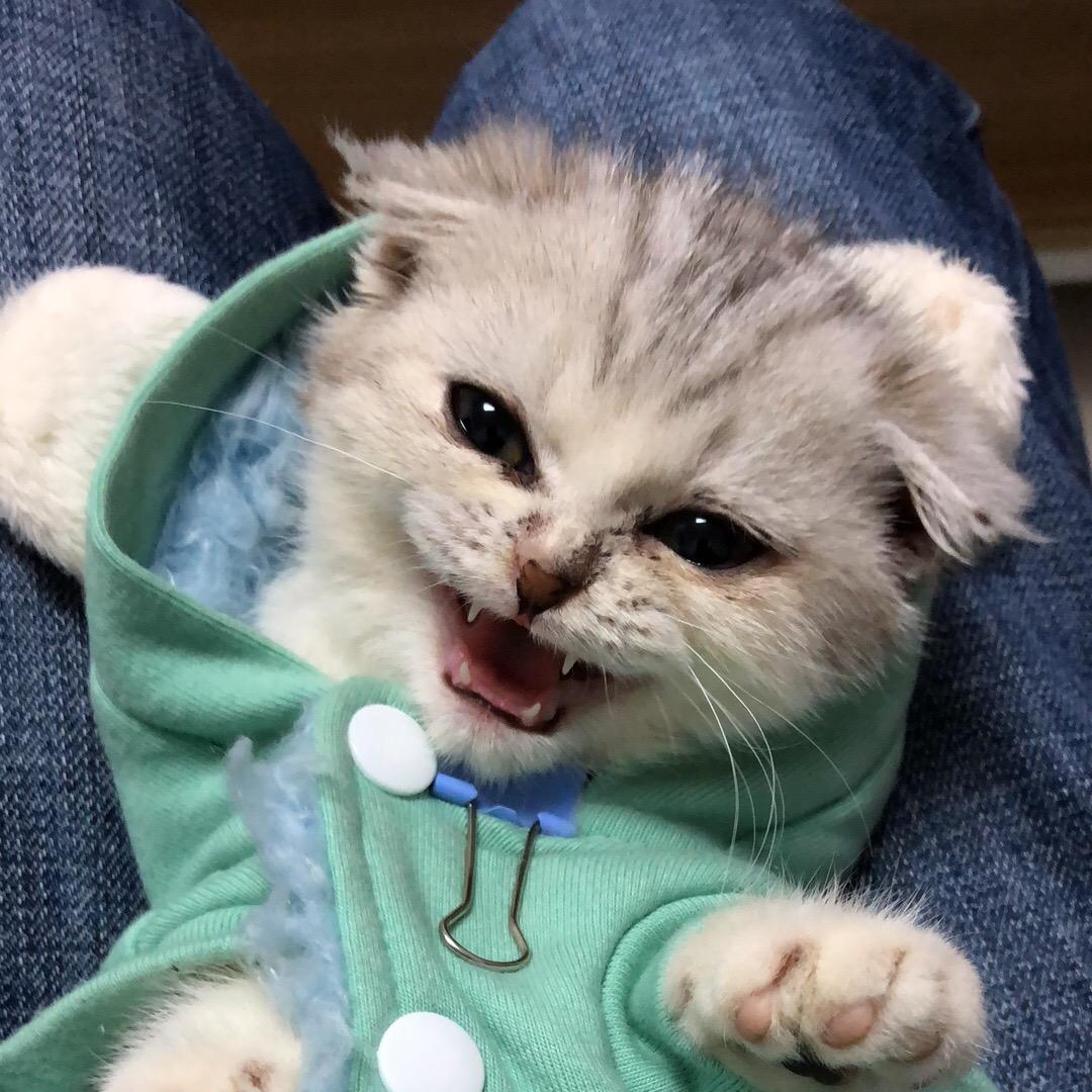 すぅちゃん