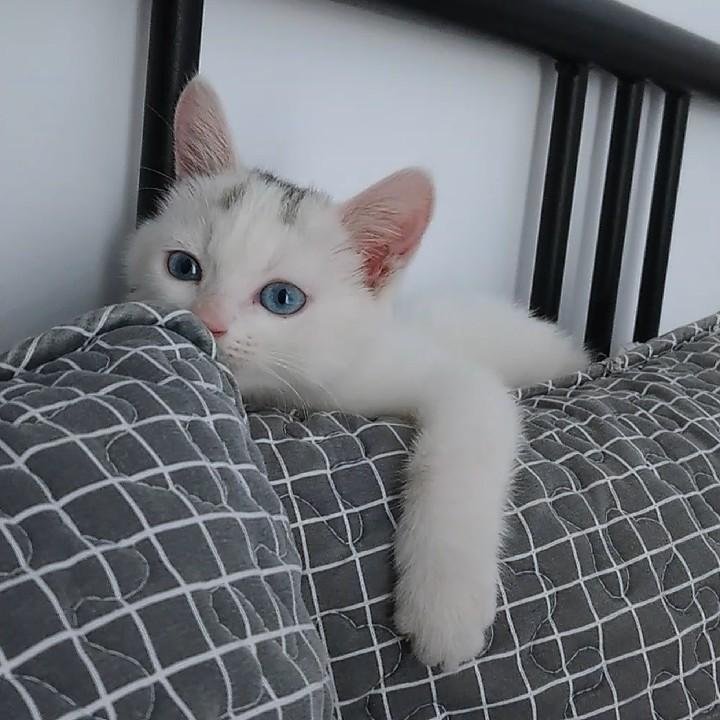 杰伦是只招财猫