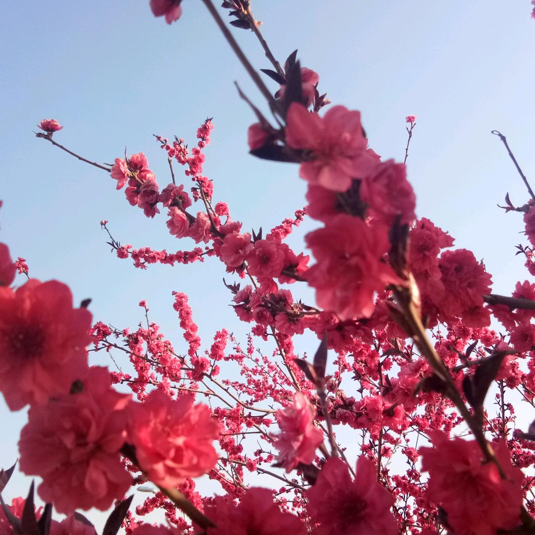 幸福绿萝