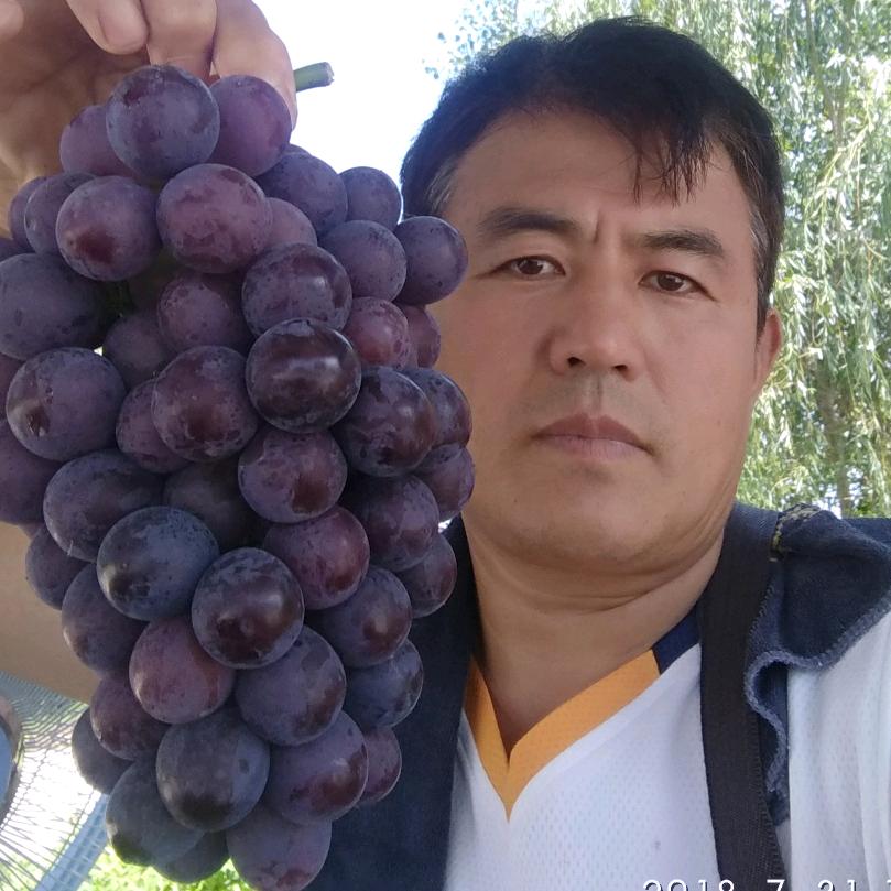 种🍇的会计