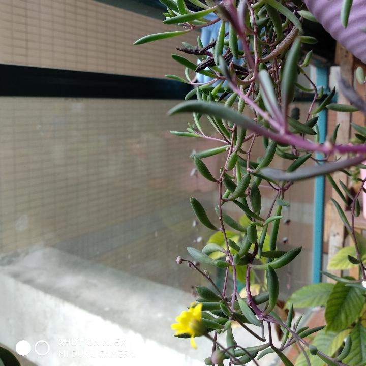 始于初见  