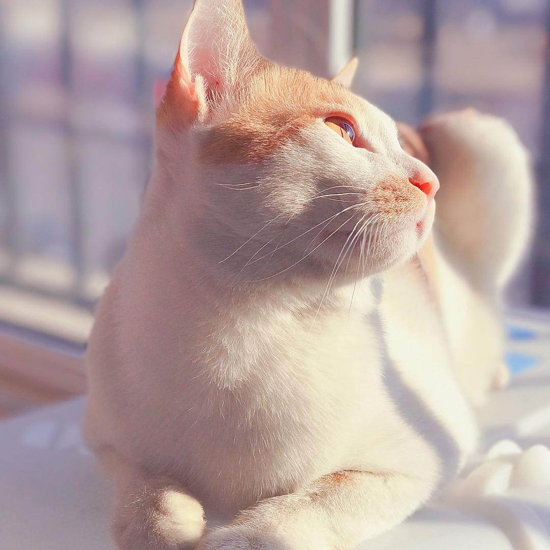 🌈不吃鱼的猫