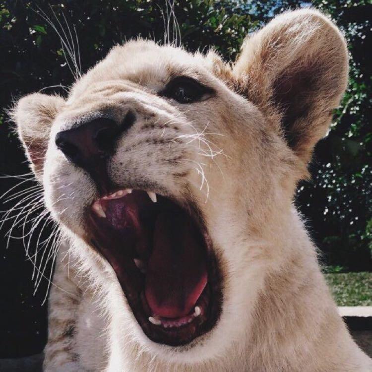 小狮子🦁