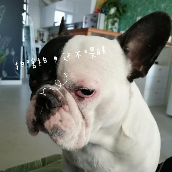 法斗元宝