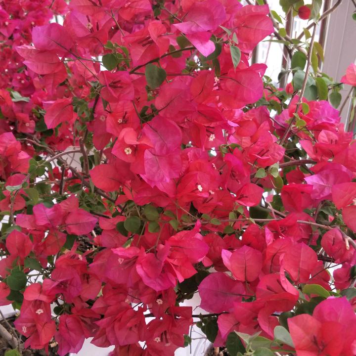 火焰花