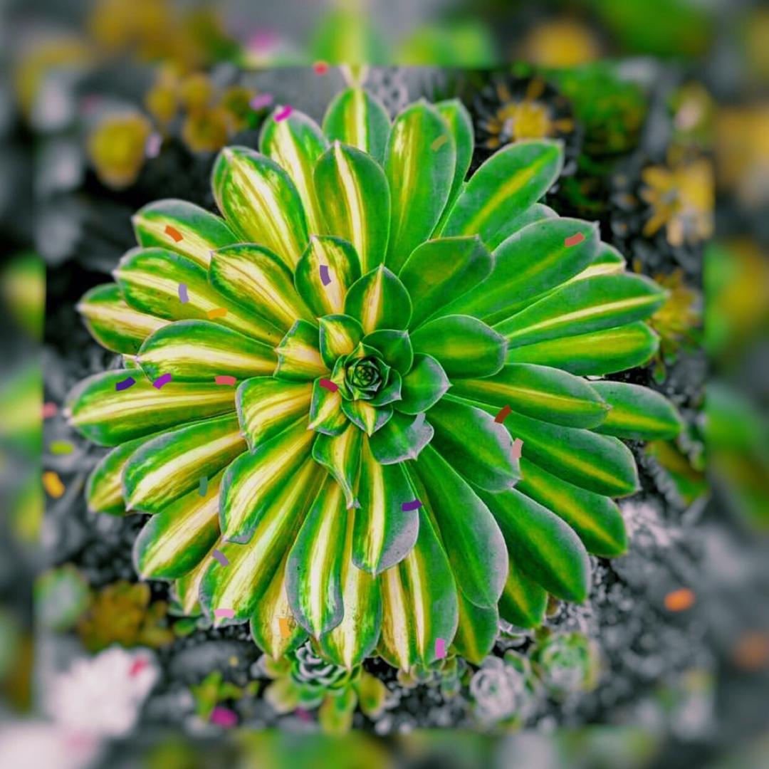 种草滴拾壹