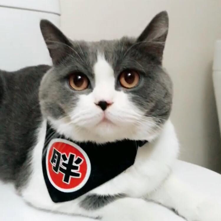 拆二代胖虎很嚣张