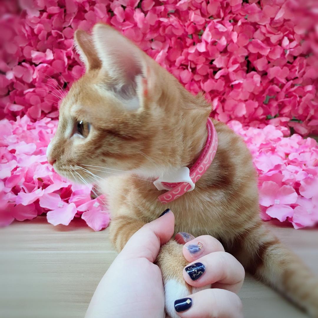 🌈鱼饼×米肠×大酱