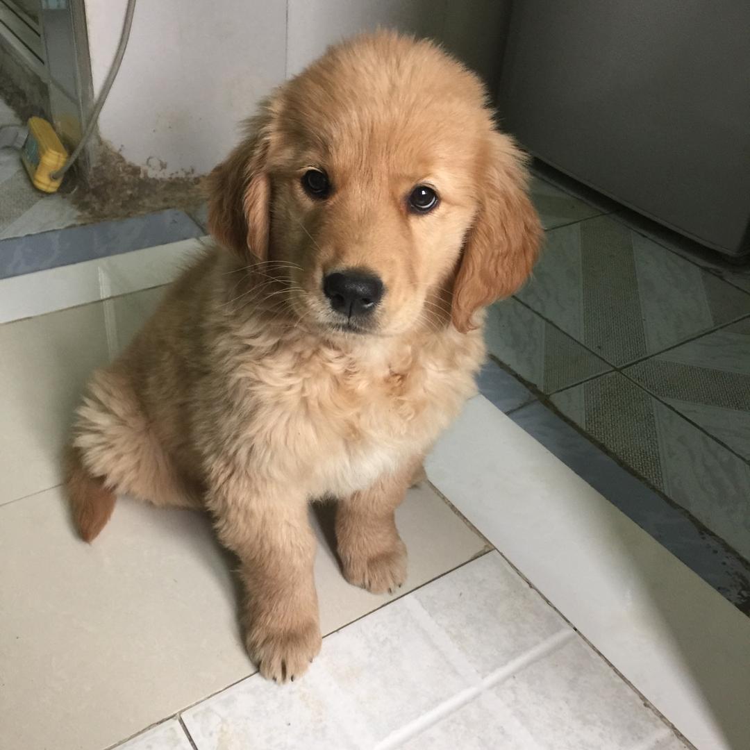 🐶🌻哆哆妈🌻🐶