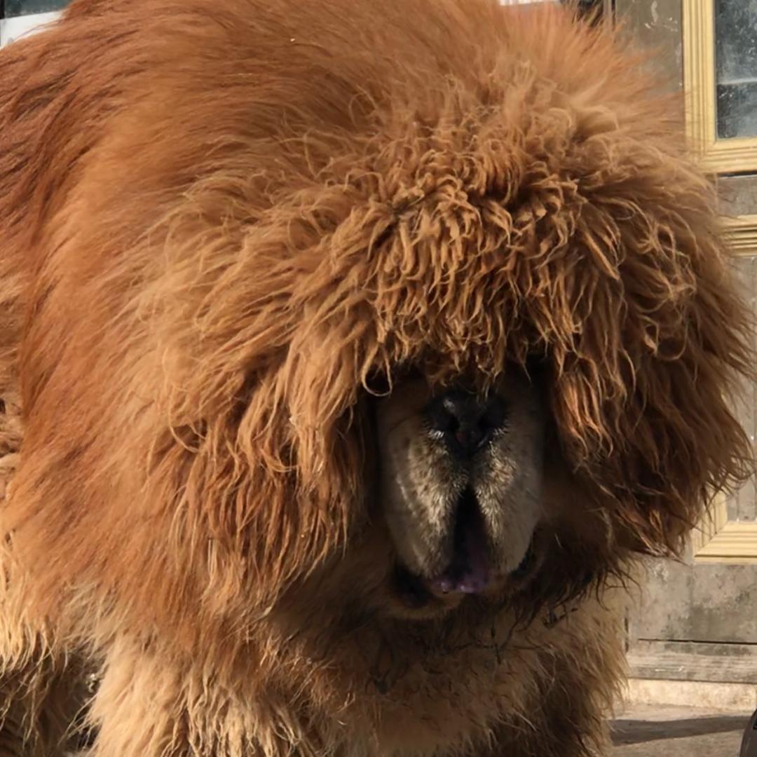 藏獒大妈