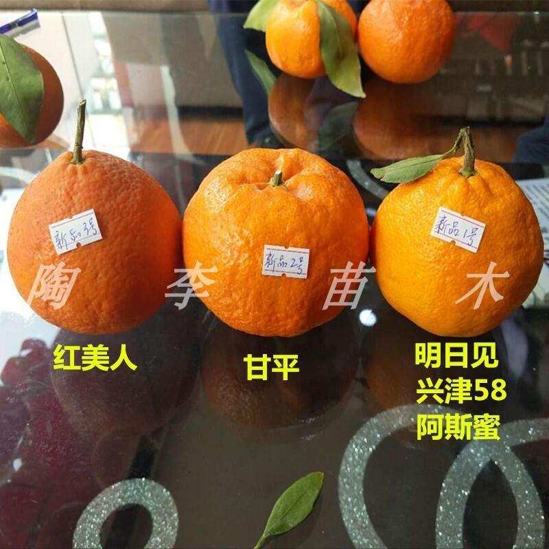 台州市路桥致富苗木有限公司