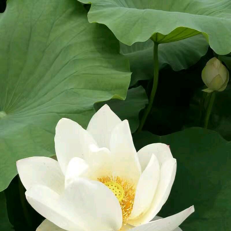 绿水阁生态农庄