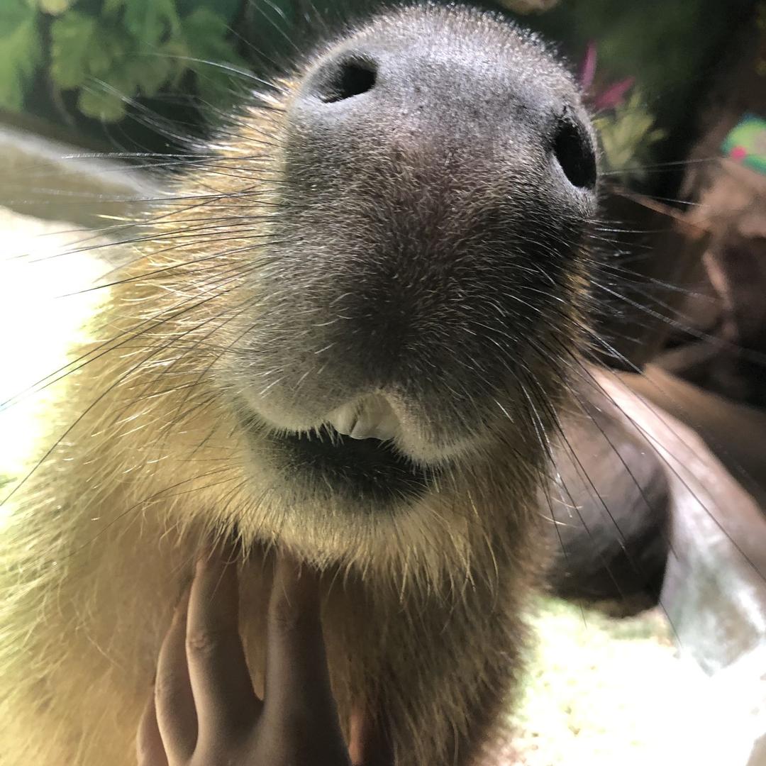水豚铲屎官